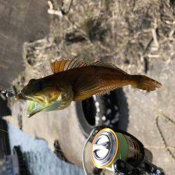 釣れない時は釣れる釣りを