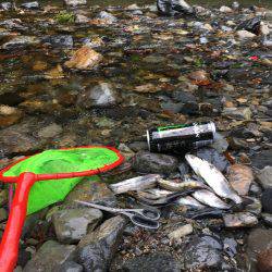 雨でポツポツ釣れました