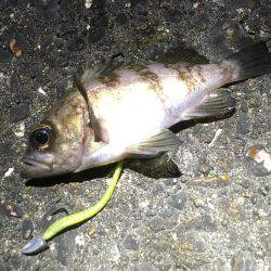 何てシブいんだ！