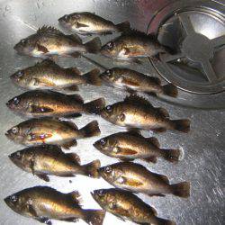 夜メバル釣り