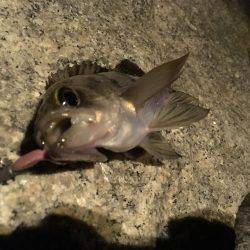 気力の続く限り！