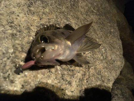 気力の続く限り！