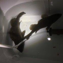 何とかゲット！