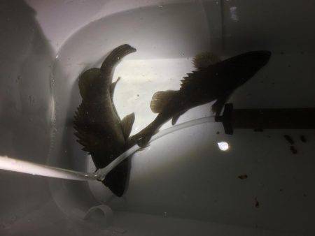 何とかゲット！