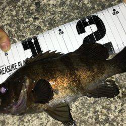 メバリング遠征