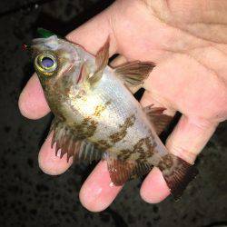 キャスティングメバルサビキング