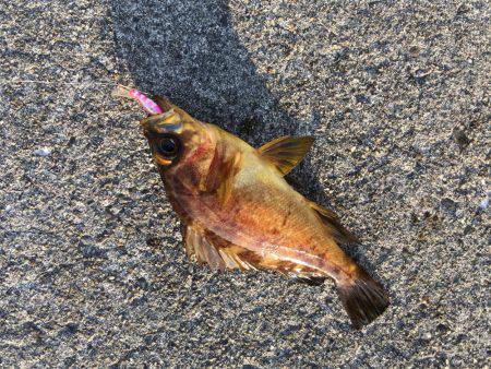 デイメバリング