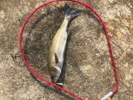 アウェイに出撃