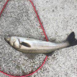 神戸へシーバス