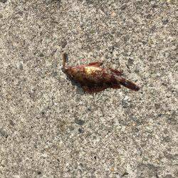 夕方からのタチウオ