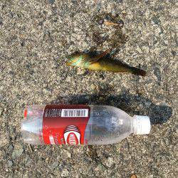 アジュール舞子でメバリング