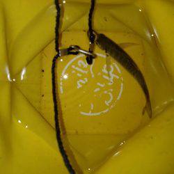 アジアナゴヤガラ