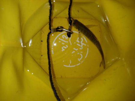 アジアナゴヤガラ