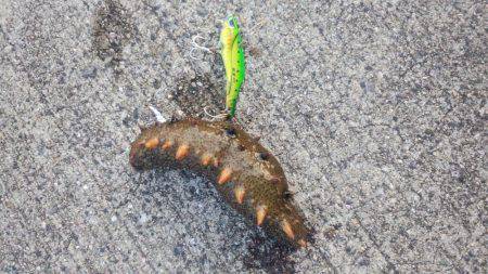 ﾒﾊﾞﾘﾝｸﾞがｼｰﾊﾞｽに