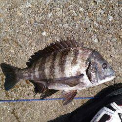 釣り日和で大漁