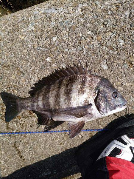 釣り日和で大漁