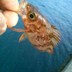 メバルを求めて・・!