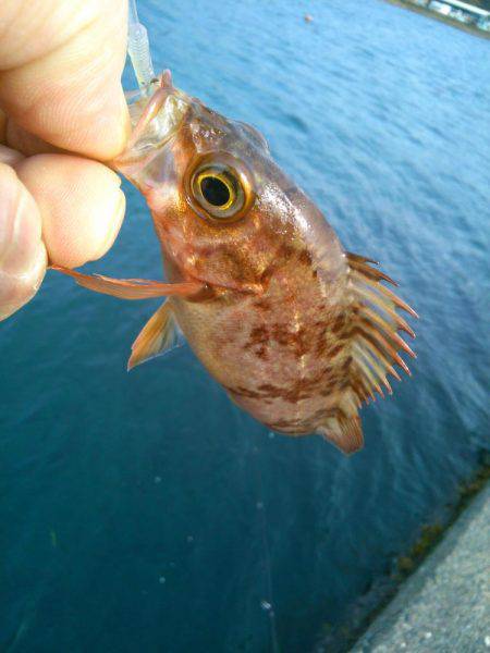 メバルを求めて・・!