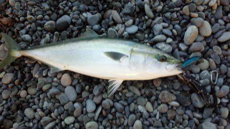 朝マズメの一本！