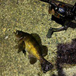 伊根町でのライトゲーム