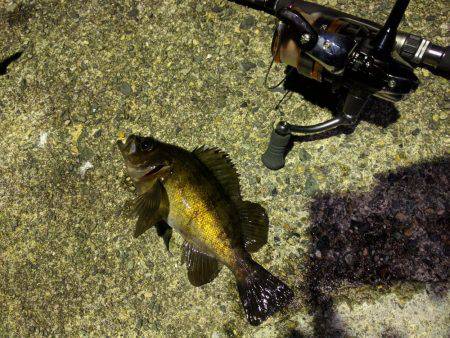 伊根町でのライトゲーム