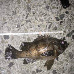 本気メバリング