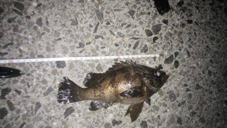 本気メバリング