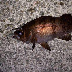 チビメバル達と遊んだ