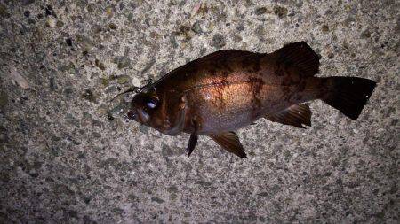 チビメバル達と遊んだ