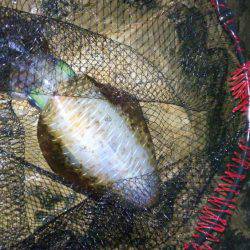 渋いアオリイカ