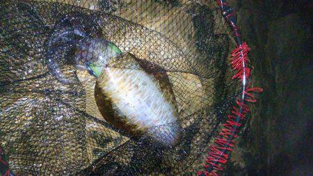 渋いアオリイカ