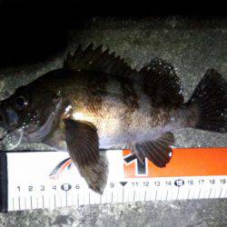 やっと、ﾒﾊﾞﾘﾝｸﾞ成立？！