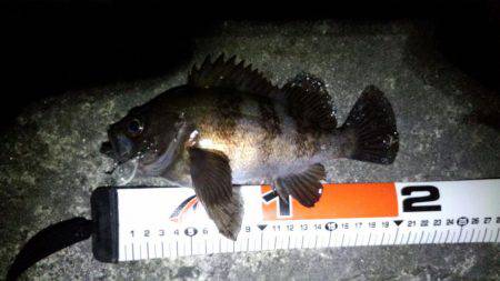 やっと、ﾒﾊﾞﾘﾝｸﾞ成立？！