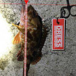 こましなガシラ