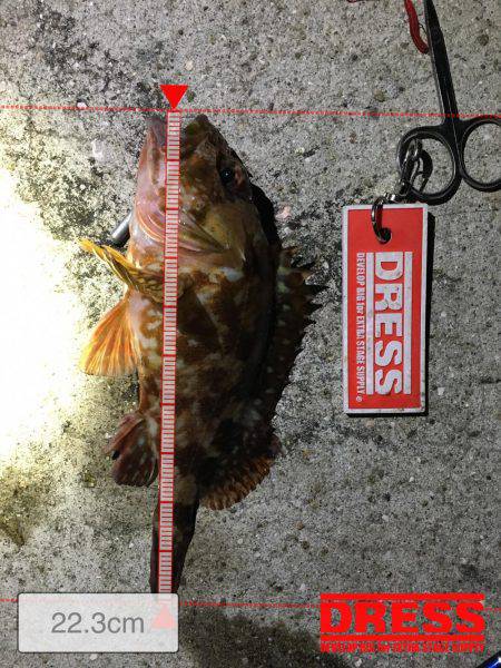 こましなガシラ