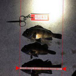 メバル回遊活発になるか。