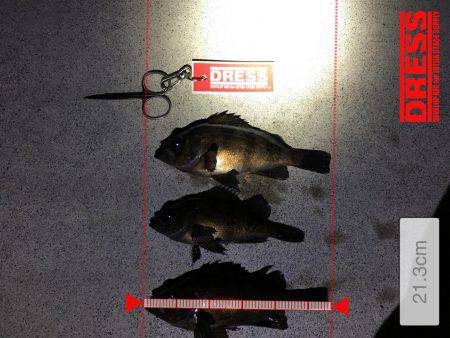 メバル回遊活発になるか。