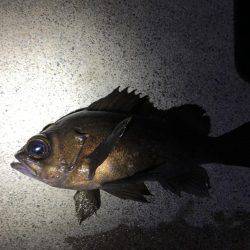 メバルとがしら