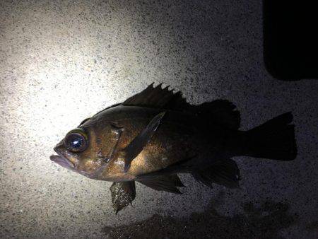 メバルとがしら