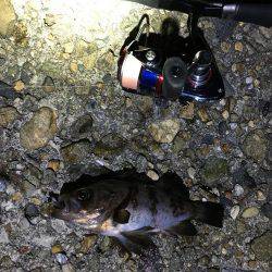 満潮前後でメバル