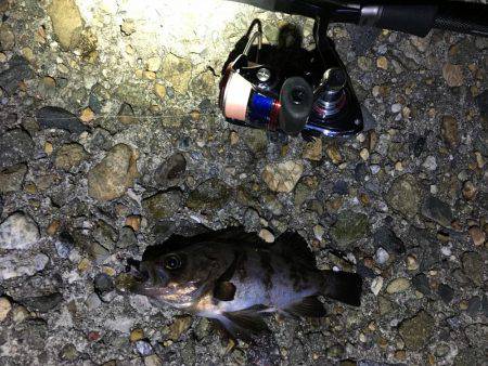 満潮前後でメバル