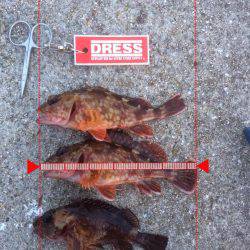 ガシラオンリー