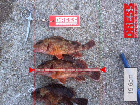 ガシラオンリー