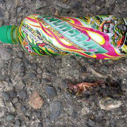 ちっちゃいねー