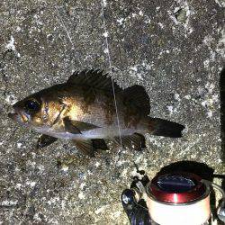 夕まずめにメバル