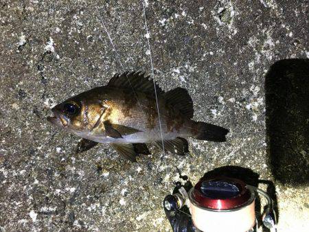 夕まずめにメバル