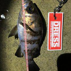 早朝メバリング