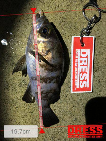 早朝メバリング