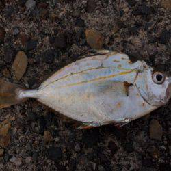 まだまだ辛いねーー