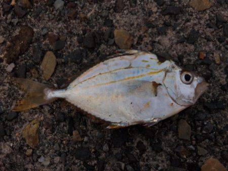 まだまだ辛いねーー